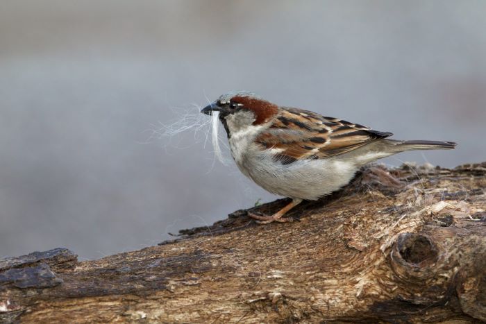 How Long Do Sparrows Live