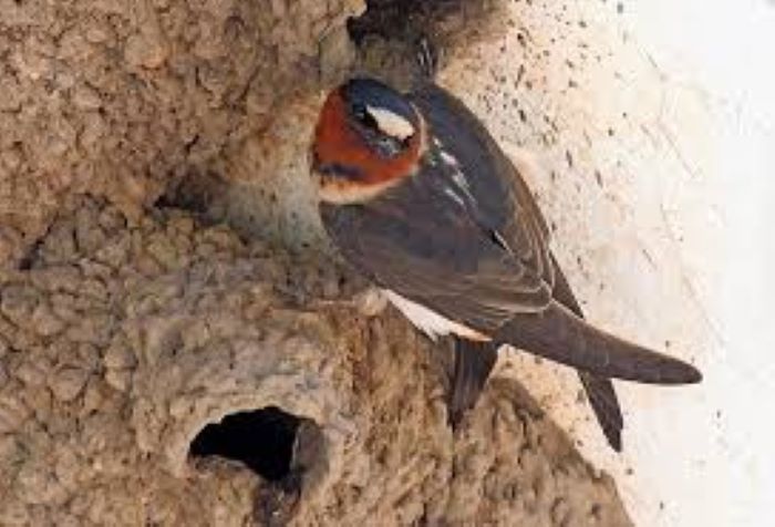 Birds That Make Mud Nests Under Bridges