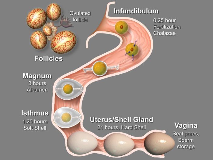 I. Avian Reproductive Anatomy: