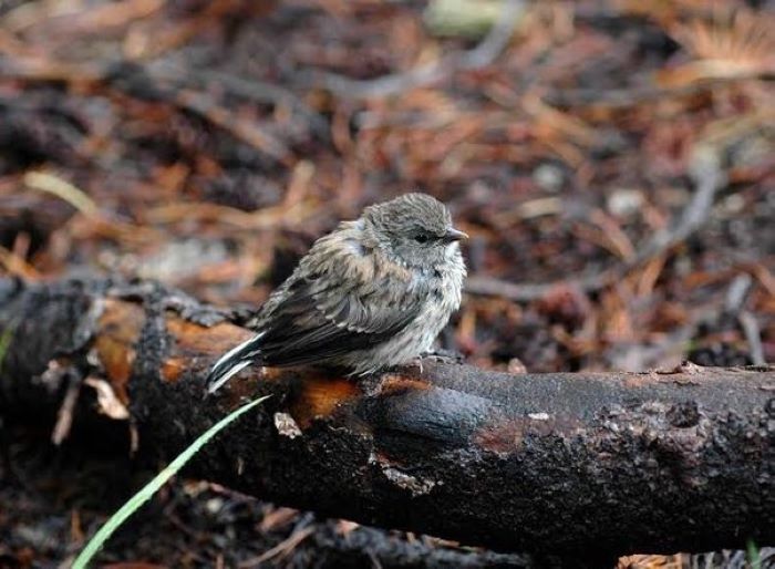 What do birds do to stay dry?