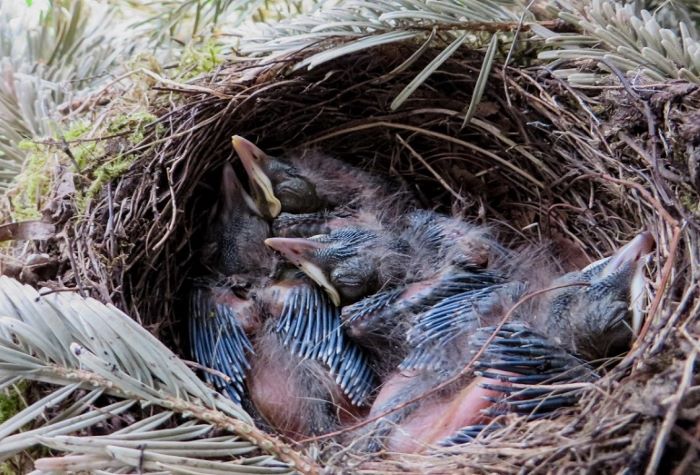 How Long Do Baby Birds Stay In The Nest