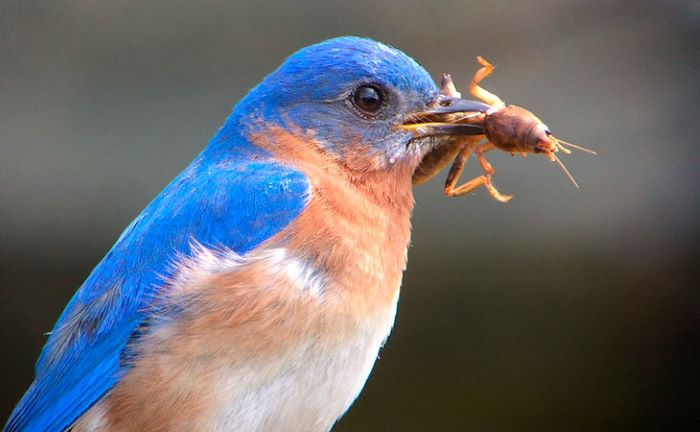 What Do Bluebirds Eat