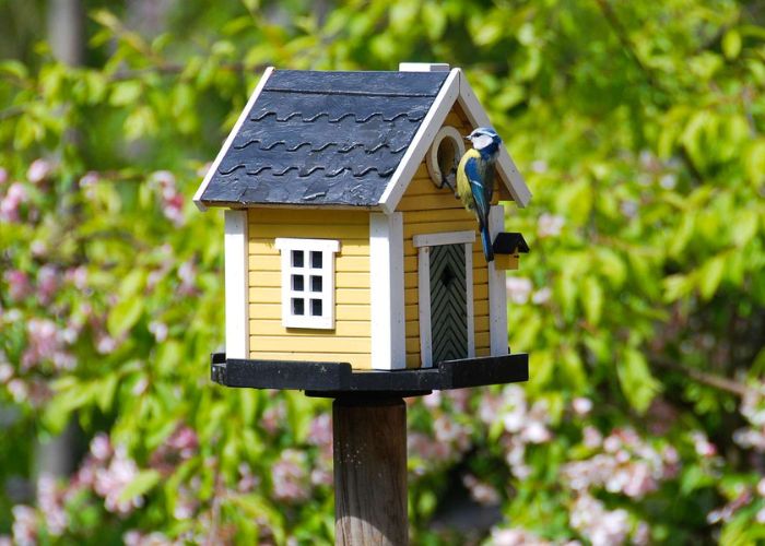 How to Attract Birds to a Birdhouse