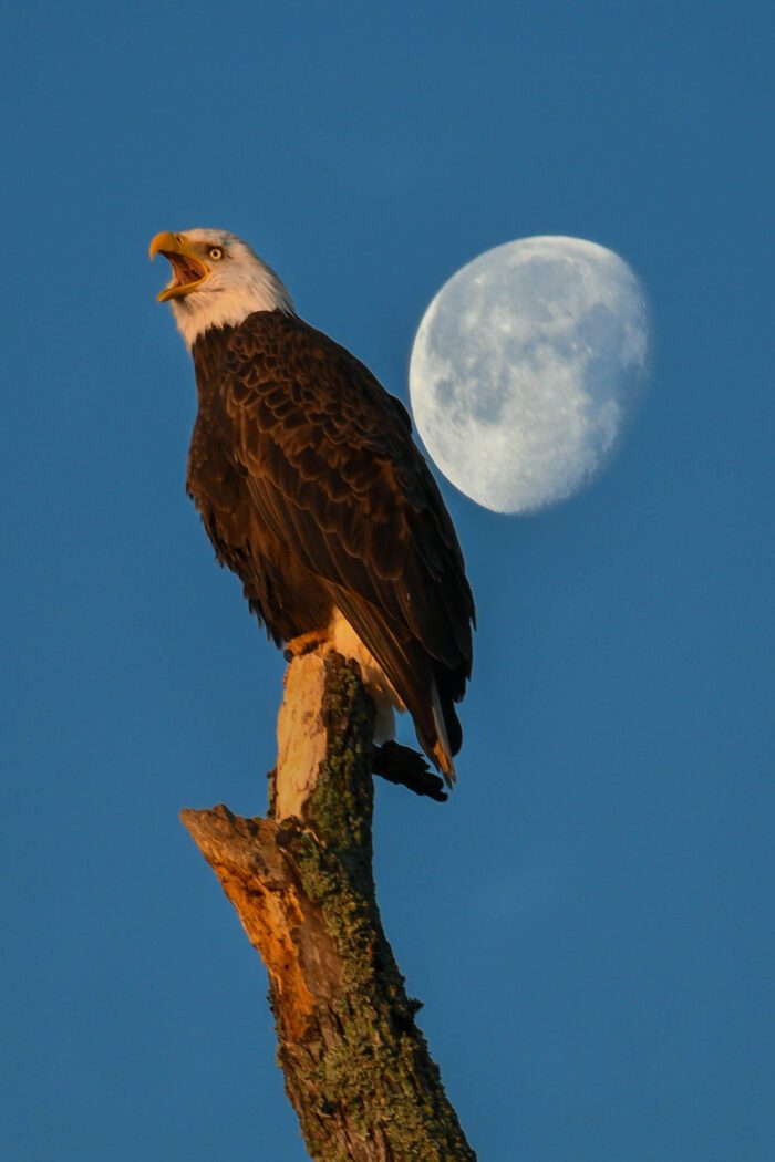 Can bald eagle See in the Dark?