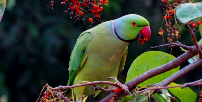 What Are the Best Foods to Offer Parrots in Winter?