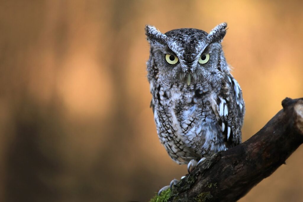 Why Do Owl Sing at Dawn?