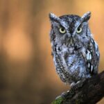 Why Do Owl Sing at Dawn?