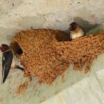 Birds That Make Mud Nests