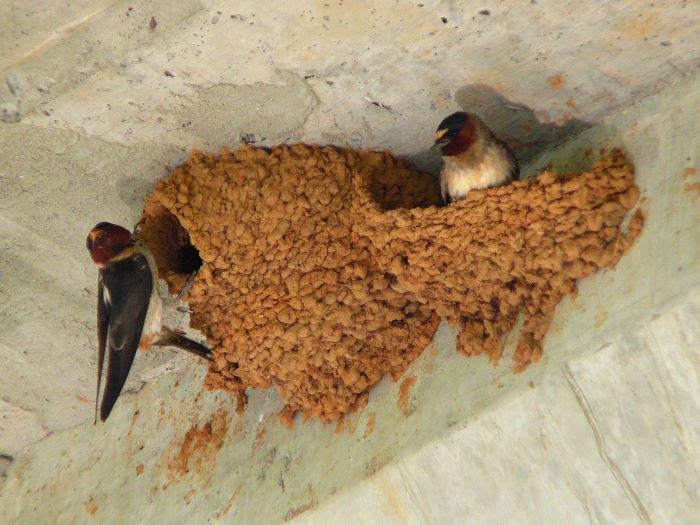 Birds That Make Mud Nests