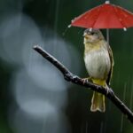 Where Do Birds Go When It Rains