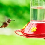 Where To Hang Hummingbird Feeder